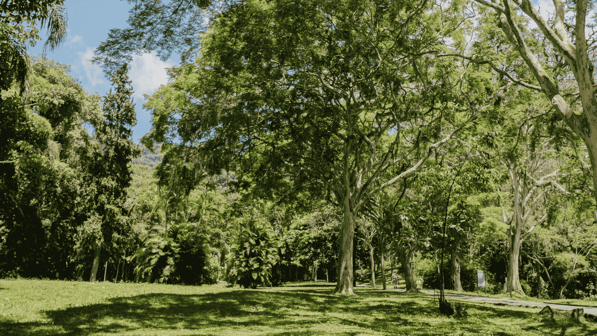 Lush public park and natural scenery in Gavea, Rio de Janeiro